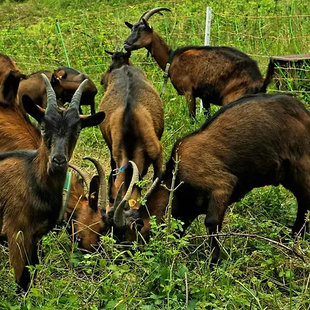 Archehof Eislbauer - Bauernhof Fuer Seele! مزرعة للإقامة سانكت جيلجن