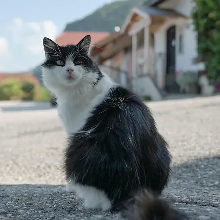 مزرعة للإقامة Archehof Eislbauer - Bauernhof Fuer Seele! سانكت جيلجن
