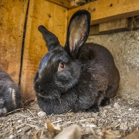 مزرعة للإقامة Archehof Eislbauer - Bauernhof Fuer Seele! *