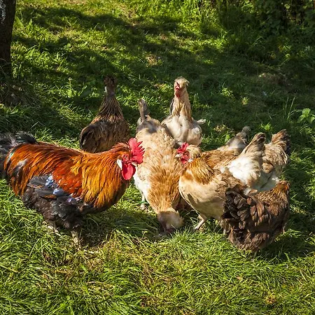 Archehof Eislbauer - Bauernhof Fuer Seele!