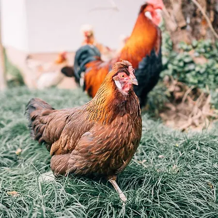 Archehof Eislbauer - Bauernhof Fuer Seele! *