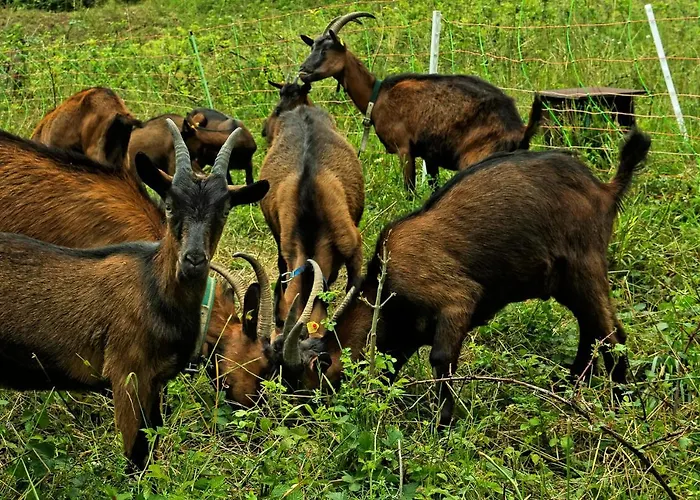 Archehof Eislbauer - Bauernhof Fuer Seele! 팜스테이 성길벤