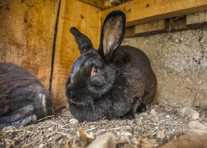 팜스테이 Archehof Eislbauer - Bauernhof Fuer Seele! *