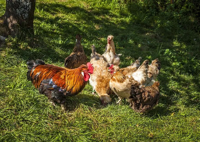 Archehof Eislbauer - Bauernhof Fuer Seele!