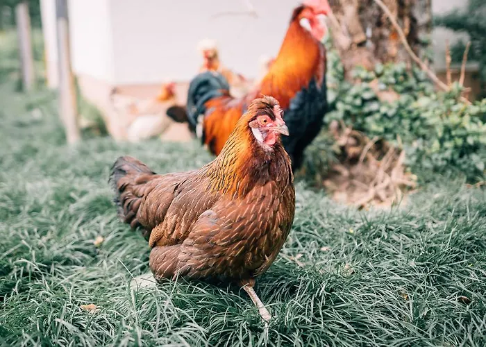 Archehof Eislbauer - Bauernhof Fuer Seele! *